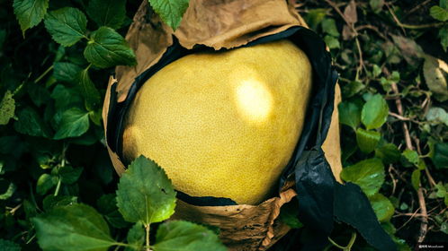 植物 柑橘类水果 生产 葡萄柚 水果 食品 美食摄影图片图片壁纸 美食摄影图片图片壁纸